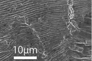 Stripe pattern observed on fatigue fracture surface by scanning electron microscope.