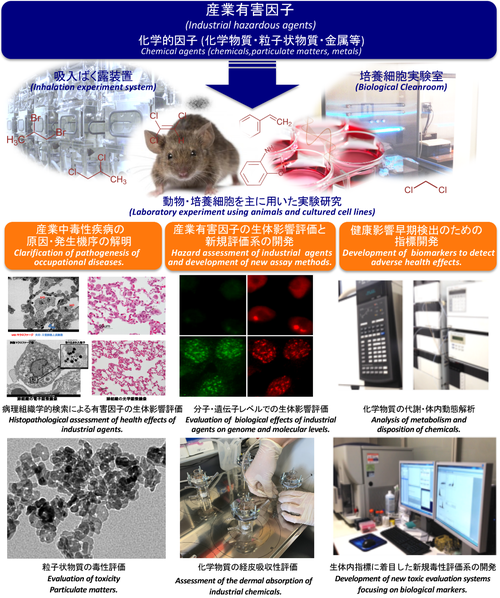 有害性評価研究部