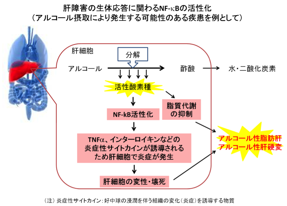 化学物質の毒性作用メカニズムの解明 労働安全衛生総合研究所