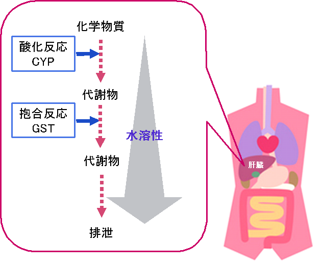 職業性胆管がんの発生と産業化学物質の管理について 労働安全衛生総合研究所