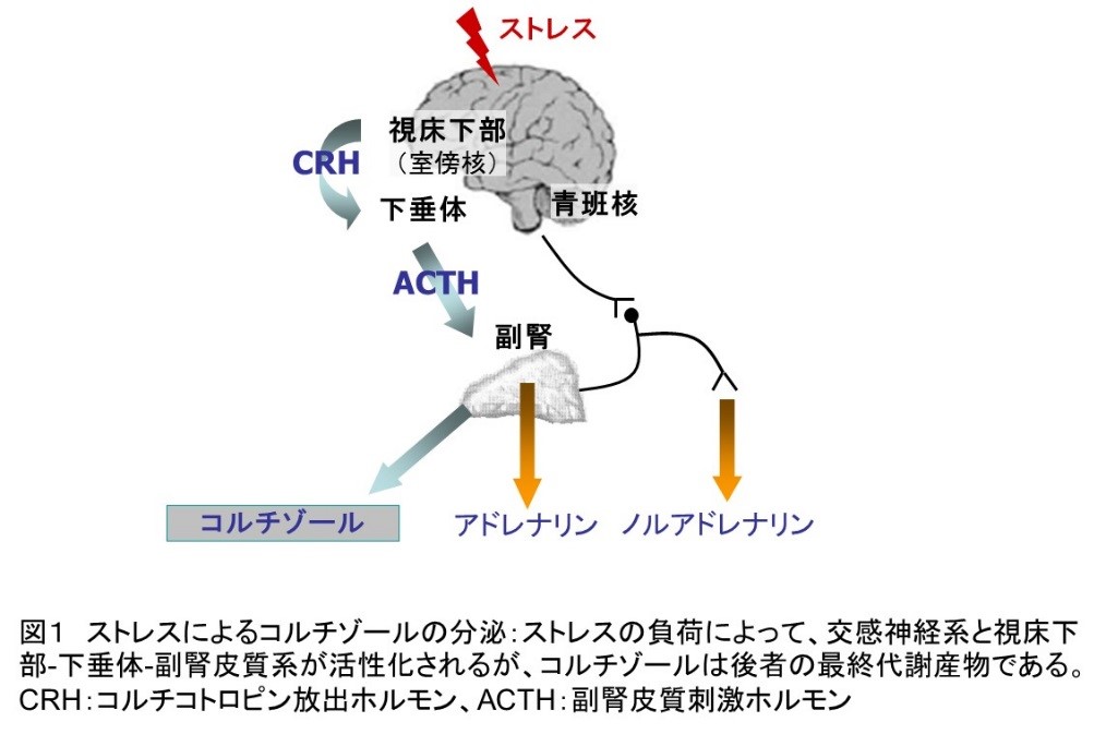 ひまし油パックで寝られますか？