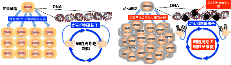 化学物質のdna損傷性を検出せよ 職業性発がん撲滅を目指して 労働安全衛生総合研究所