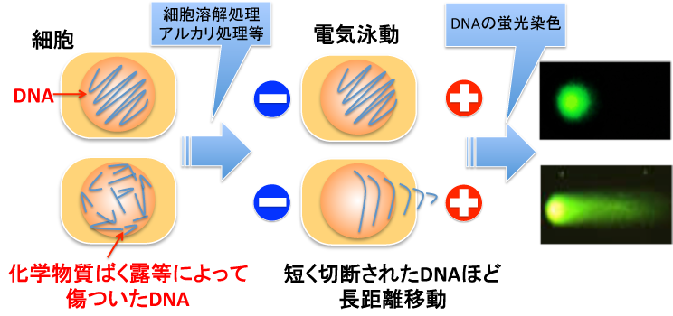 化学物質のdna損傷性を検出せよ 職業性発がん撲滅を目指して 労働安全衛生総合研究所