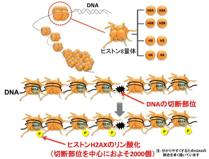 化学物質のdna損傷性を検出せよ 職業性発がん撲滅を目指して 労働安全衛生総合研究所