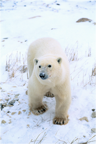 シロクマの写真