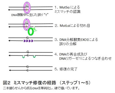 労働安全衛生総合研究所細胞内で生じる突然変異の脅威と日々戦うミスマッチ修復機構１．はじめに ２．DNA複製は、チャレンジングなプロセス３．DNA複製中に残ったエラーを直す、ミスマッチ修復経路４．ミスマッチ修復経路の遺伝子変異により生じるリンチ症候群５．MNUなどの抗がん剤の奏功にはミスマッチ修復経路が必要６．最後に刊行物・報告書等 研究成果一覧