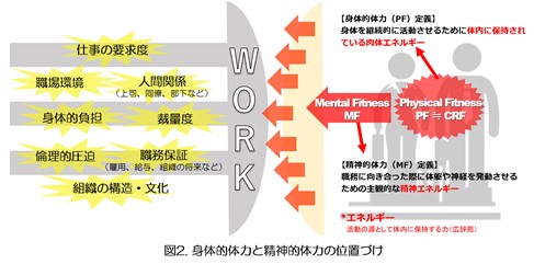 図２ 身体的体力と精神的体力の位置づけ