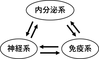 図1　内分泌系・神経系・免疫系が協調して恒常性の維持が保たれる