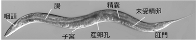図1 微分干渉顕微鏡により撮影した線虫Caenorhabditis elegans 体が透明なため各器官(主要な器官を示した)が観察できる